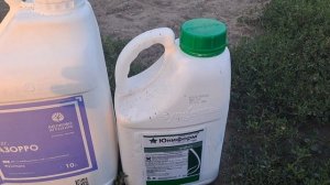 Азорро и Юниформ. Фитофтороз, Фузариоз