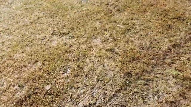 Термитные кочки на покосе как с ними бороться. смотреть онлайн