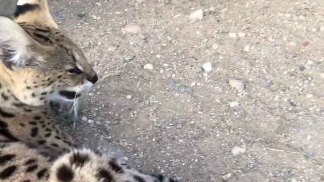 Взрослые Сервалы питомника SoulCats  смотреть онлайн