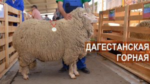 Дагестанская горная порода овец. Агрофирма "ЧОХ". XIX Всероссийская  выставка племенных овец и коз