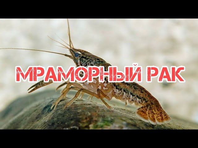 Что содержит рака. Что содержит рака