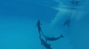 Дельфинарий Немо Алушта Dolphinarium Nemo Alushta HD