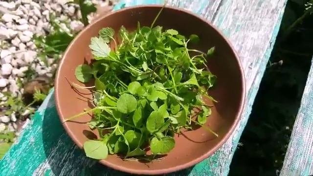 Как есть дикоросы. Мокрица.