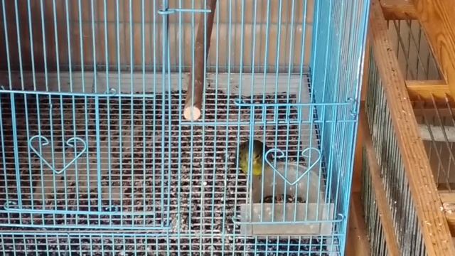 Пение гибрида второго поколения.(гибрид+канареечный вьюрок) смотреть онлайн