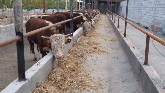 Тоза конли✅ симментал гренфорд букаларимиз КЕЛДИ Вазни: 350 550 кг.Нархи: 44000 сум-кг, #бозоролам смотреть онлайн