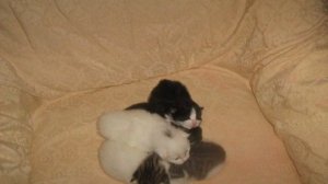 новорожденные котята