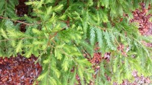 Metasequoia glyptostroboides - dawn redwood HD 01