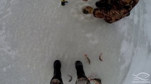 Ловля окуня на балансир. Чебоксарское водохранилище