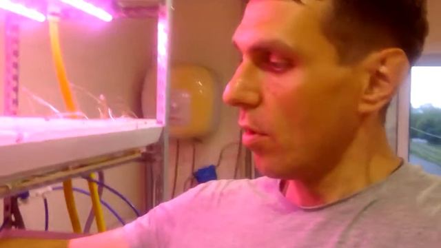 Микрозелень подсолнечник, горох смотреть онлайн