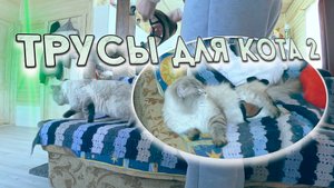 Сибирские Невские Маскарадные Кошки - Трусы для Кота 2 ?