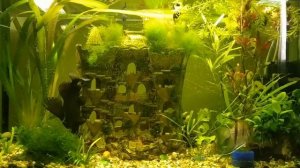 Аквариум с рыбками и расслабляющей музыкой.  Anti-stress music, relax and meditation. Aquarium .