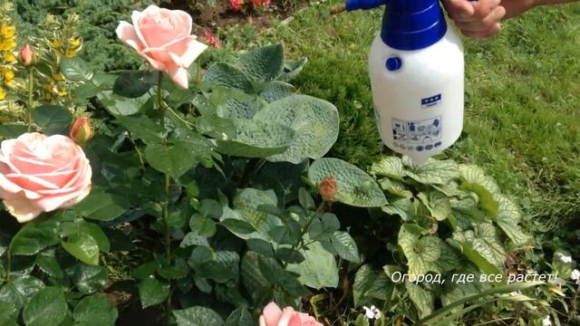 219. Розы. Мучнистая роса, пятнистость .Подкормки. Уход смотреть онлайн