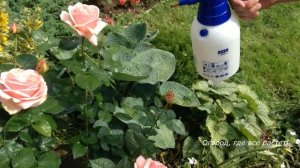 219. Розы. Мучнистая роса, пятнистость .Подкормки. Уход