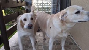 Пятница у Мисси