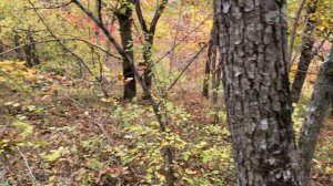 Поход за грибами в Северском районе