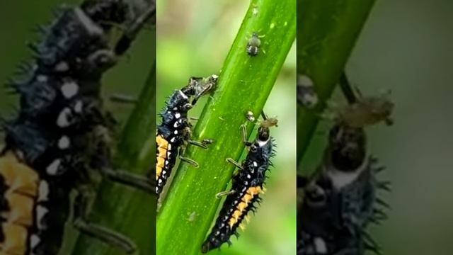 Личинки  божьей  коровки охотятся на тлю.  ladybug larvae prey on aphids.瓢虫幼虫在蚜虫上的猎物.