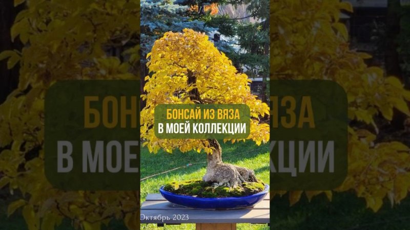 Бонсай из вяза в моей коллекции.