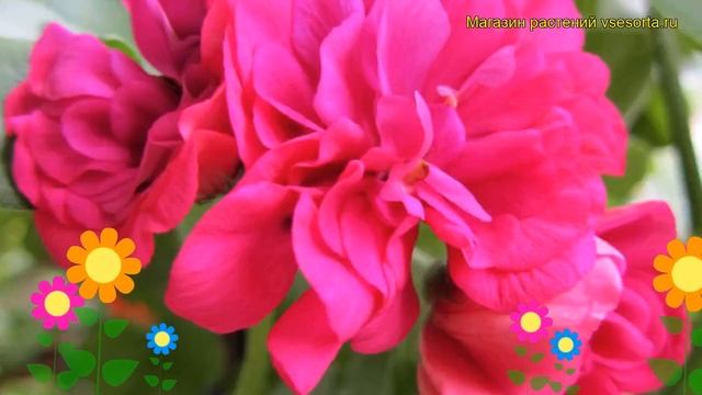 Пеларгония амурская, плющелистная Тоскана малайка. Обзор pelargonium x hortorum Toscana malaika смотреть онлайн