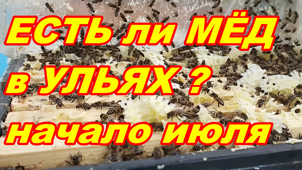 ЕСТЬ ЛИ в МЁД в УЛЬЯХ ? начало июля !