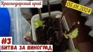Битва за виноград №3. Что с чубуками в январе?(05.01.2024)