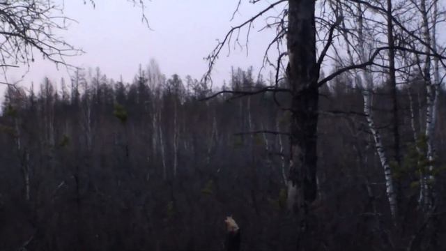 Попытка снять на видео лосей смотреть онлайн