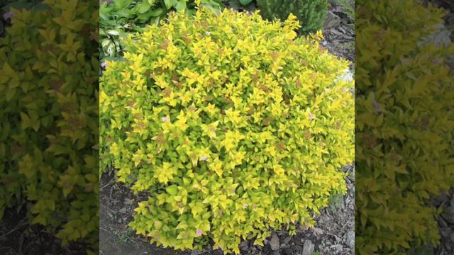 Спостереження за Спіреєю. Вихователі: Потапова Т.С., Булейко Л.О. смотреть онлайн