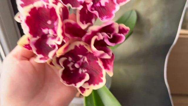 Phal. Miki Brown Bear ‘1217’ - домашнее цветение эффектной азиатской орхидеи - биглип Бурый Медведь