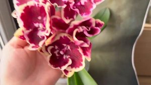 Phal. Miki Brown Bear ‘1217’ - домашнее цветение эффектной азиатской орхидеи - биглип Бурый Медведь