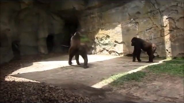 Биопарк в Валенсии.Испания. смотреть онлайн