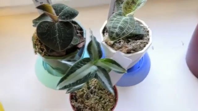 Phal "Amsterdam" , "жемчужная орхидея" Aspidogyne argentea - их могло бы и ни быть у меня!!! :( :)) смотреть онлайн