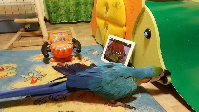 Попугай ара и кошелек смотреть онлайн