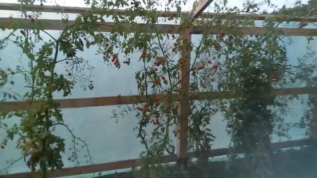 Ремонт теплицы///пленка под замену!!!