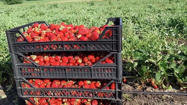 Клубника Альбион + Ягода на маточнике!!! #альбион  #клубникаальбион смотреть онлайн