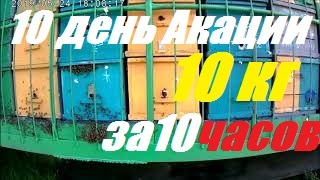 Взяток 10 кг мёда Белой Акации.Улья корпусные 8 рам.Семьи пчел на Белой Акации.Кочевая пасека.