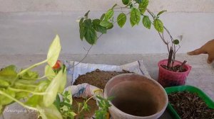 Bleeding heart की रिपोर्टिंग | bleeding heart vine | bleeding heart flower | how to repot a plant