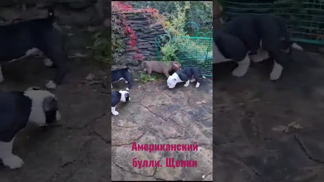 ♥ Предлагаются щенки американского булли. Покет. ♥ #продажащенков  #щенки #купитьщенка #буллищенки