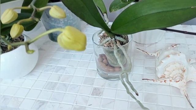КАК ОПРЕДЕЛИТЬ ПО БУТОНАМ ОРХИДЕЮ БАБОЧКУ?, ПЕЛОРИК и ТРИЛИПС?!