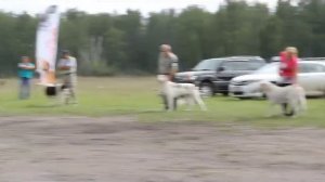 Промежуток суки МОНО САО Курган 23.08.2014 эксперт Овсянникова Юлия (Москва)