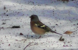 Прилет птиц весной в Великий Новгород, 25 марта 2023, Зяблик