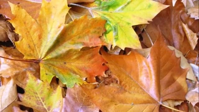 Кленовый лист смотреть онлайн