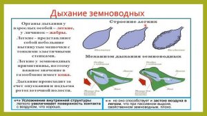 7 класс - Биология - Органы дыхания и газообмен -21.04.2020