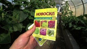 Плохо растут огурцы. Что делать?