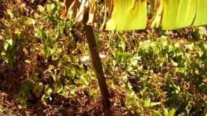 Гренада (Grenada). Путешествие по Карибским островам (A trip to the Caribbean Islands)