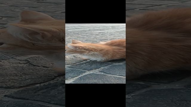 Форосские котики