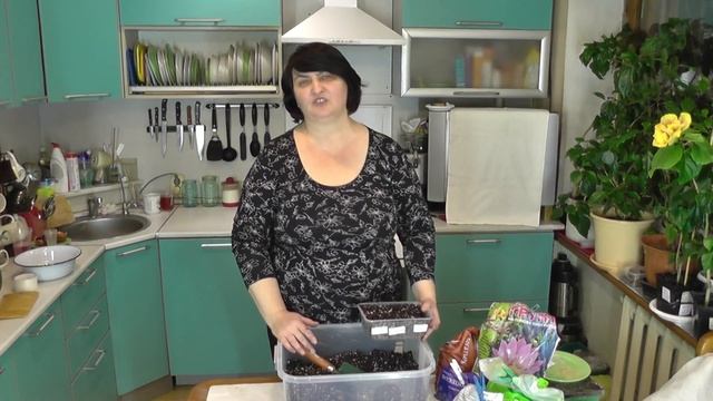 Как сеять Адениумы? - видео от Ольги Пряниковой смотреть онлайн