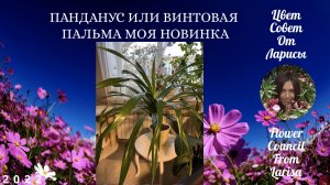 ПАНДАНУС ИЛИ ВИНТОВАЯ ПАЛЬМА МОЯ НОВИНКА.mp4