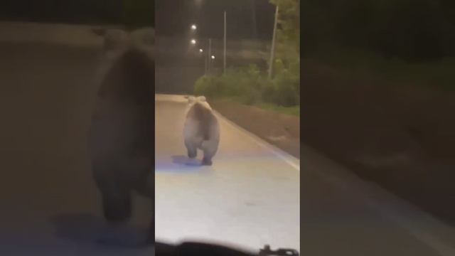 Медведь выбежал на дорогу в Новокузнецке