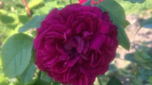Фиолетовая Роза. Питомник Роз и Хвойных растений ЕЛЕНЫ ИВАЩЕНКО