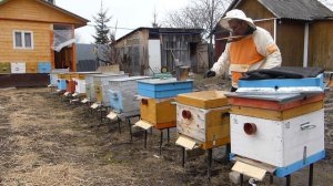 Весенняя подкормка пчел