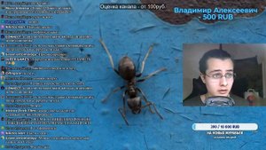 КАК СОДЕРЖАТЬ МУРАВЬЁВ? ОСНОВЫ СОДЕРЖАНИЯ МУРАВЬЁВ ДЛЯ НОВИЧКОВ И ПРОДВИНУТЫХ \\ ПОДКАСТ